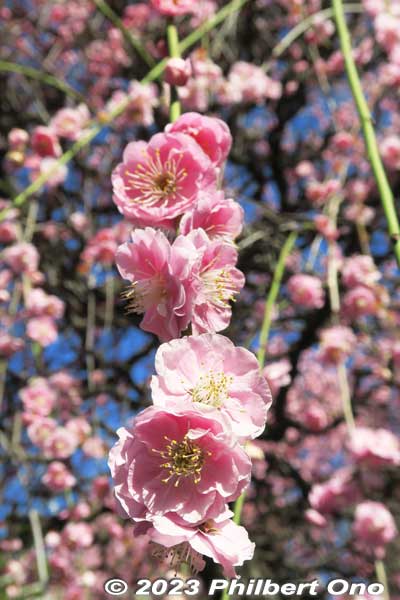 Catch the weeping plum blossoms.
Keywords: tokyo sumida-ku omurai katori jinja shrine plum blossoms ume flowers