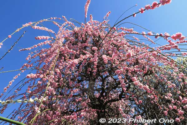 Take a plum blossom shower under this weeping plum tree.
Keywords: tokyo sumida-ku omurai katori jinja shrine plum blossoms ume flowers
