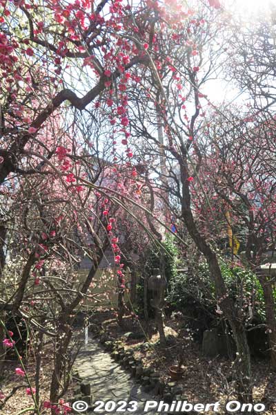 This garden is cramped, but stuffed with plum blossoms.
Keywords: tokyo sumida-ku omurai katori jinja shrine plum blossoms ume flowers