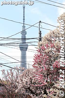 A view of Tokyo Sky Tree.
Keywords: tokyo sumida-ku ward omurai katori jinja shrine plum blossoms ume flowers