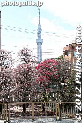 Tokyo Sky Tree and plum blossoms at Omurai Katori Shrine in Sumida Ward.
Keywords: tokyo sumida-ku ward omurai katori jinja shrine plum blossoms ume flowers skytree