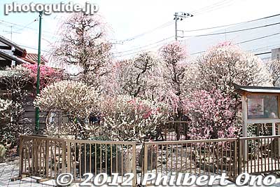 Right side of the shrine.
Keywords: tokyo sumida-ku ward omurai katori jinja shrine plum blossoms ume flowers
