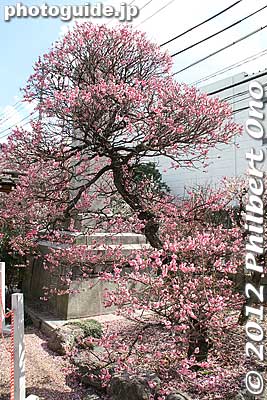 Plum tree in fantastic shape.
Keywords: tokyo sumida-ku ward omurai katori jinja shrine plum blossoms ume flowers