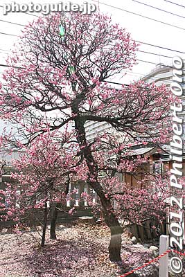 Plum tree in fantastic shape.
Keywords: tokyo sumida-ku ward omurai katori jinja shrine plum blossoms ume flowers