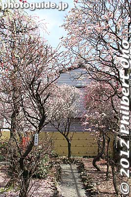 A small path in the small but terrific plum garden.
Keywords: tokyo sumida-ku ward omurai katori jinja shrine plum blossoms ume flowers