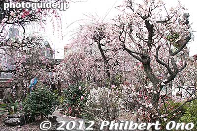 Keywords: tokyo sumida-ku ward omurai katori jinja shrine plum blossoms ume flowers