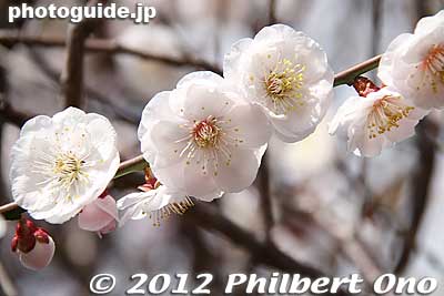 Keywords: tokyo sumida-ku ward omurai katori jinja shrine plum blossoms ume flowers