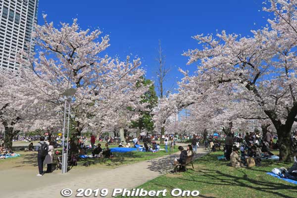Excellent views of Tokyo Skytree too. The park also has tennis courts, playground equipment, and a public gymnasium. The park opened in July 1928.
Keywords: tokyo sumida kinshi park sakura cherry blossoms flowers