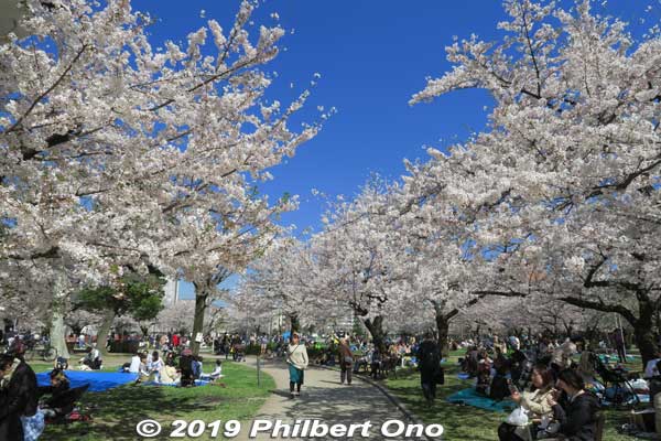 These photos were taken in April 2019.
Keywords: tokyo sumida kinshi park sakura cherry blossoms flowers