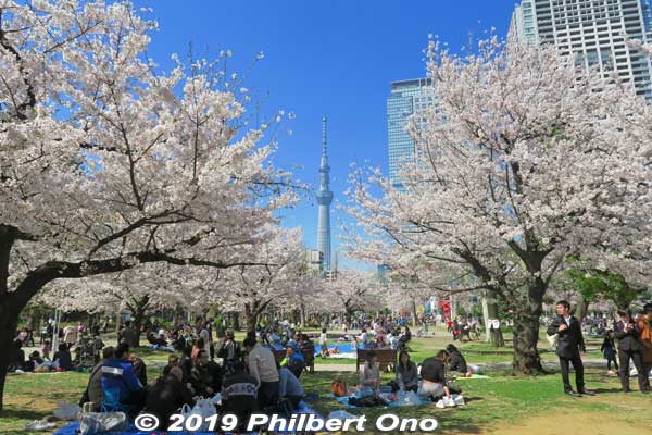 Cherry blossoms in Kinshi Park (near JR Kinshicho Station in Sumida-ku) and Tokyo Skytree.
Keywords: tokyo sumida kinshi park sakura cherry blossoms flowers skytree