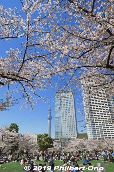 Keywords: tokyo sumida kinshi park sakura cherry blossoms flowers skytree