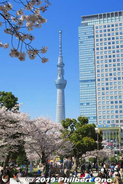 Cherry blossoms in Kinshi Park (near JR Kinshicho Station in Sumida-ku) and Tokyo Skytree.
Keywords: tokyo sumida kinshi park sakura cherry blossoms flowers
