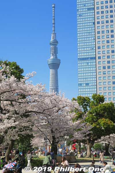Cherry blossoms in Kinshi Park (near JR Kinshicho Station in Sumida-ku) and Tokyo Skytree.
Keywords: tokyo sumida kinshi park sakura cherry blossoms flowers skytree
