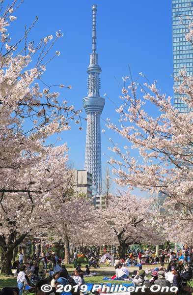 Cherry blossoms in Kinshi Park and Tokyo Skytree.
Keywords: tokyo sumida kinshi park sakura cherry blossoms flowers skytree