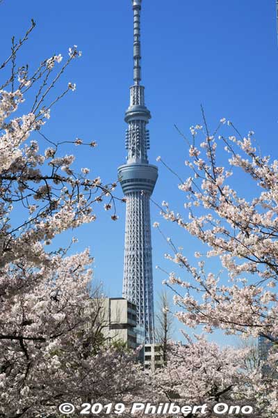Cherry blossoms in Kinshi Park and Tokyo Skytree.
Keywords: tokyo sumida kinshi park sakura cherry blossoms flowers skytree