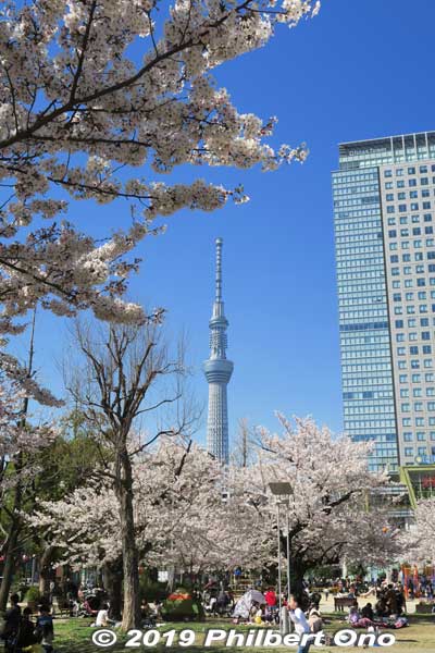 Cherry blossoms in Kinshi Park and Tokyo Skytree.
Keywords: tokyo sumida kinshi park sakura cherry blossoms flowers