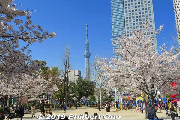 Cherry blossoms in Kinshi Park and Tokyo Skytree.
Keywords: tokyo sumida kinshi park sakura cherry blossoms flowers