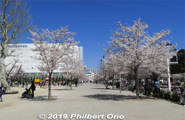 The white building is Sumida City Gymnasium. 墨田区総合体育館
Keywords: tokyo sumida kinshi park sakura cherry blossoms flowers