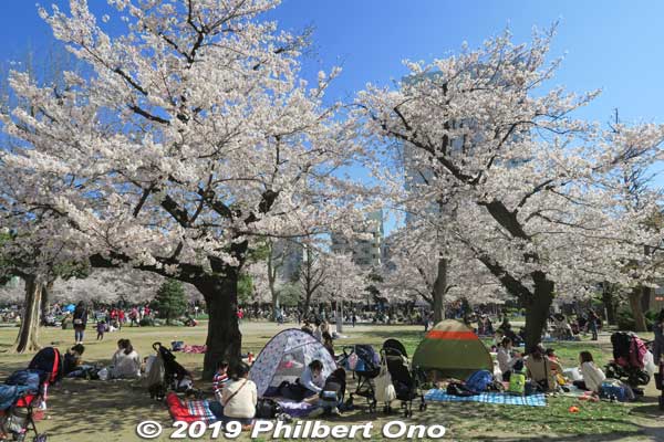 Keywords: tokyo sumida kinshi park sakura cherry blossoms flowers