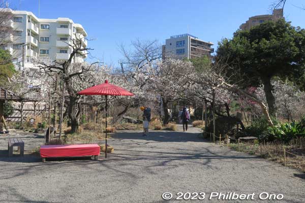 This was late Feb. when the plum blossoms were in full bloom.
Keywords: tokyo sumida-ku Mukojima Hyakkaen Garden ume plum blossoms