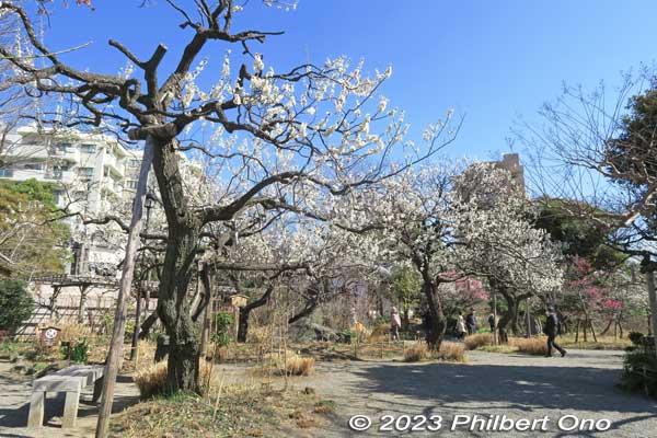 Mukojima Hyakkaen Garden was destroyed by the March 1945 firebombing of Tokyo, but was rebuilt and reopened in 1949.
Keywords: tokyo sumida-ku Mukojima Hyakkaen Garden ume plum blossoms