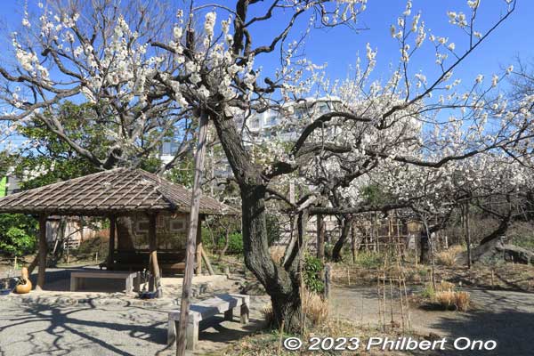 Small hut or gazebo. あずまや 
Keywords: tokyo sumida-ku Mukojima Hyakkaen Garden ume plum blossoms