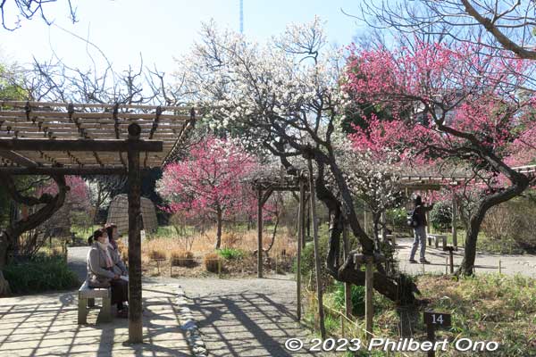 Mukojima Hyakkaen Garden has some trellis where you can sit and admire the flowers.
Keywords: tokyo sumida-ku Mukojima Hyakkaen Garden ume plum blossoms japangarden