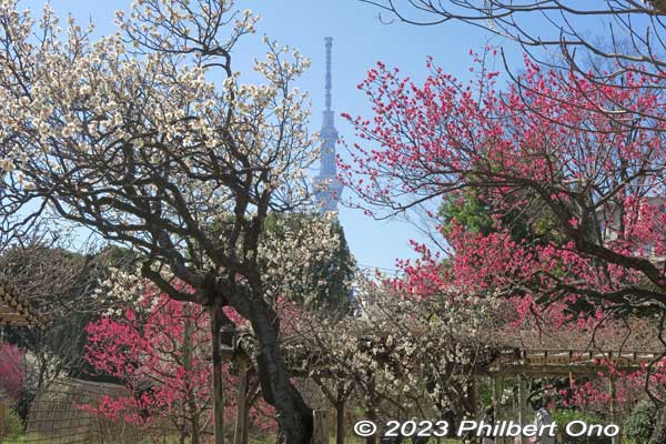 Mukojima Hyakkaen Garden plum blossoms with Tokyo Skytree in the background.
Keywords: tokyo sumida-ku Mukojima Hyakkaen Garden ume plum blossoms japangarden
