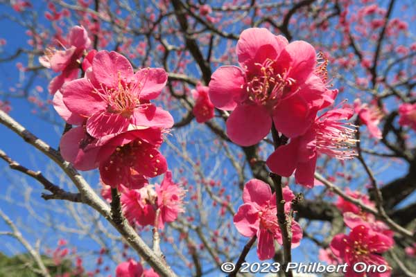Keywords: tokyo sumida-ku Mukojima Hyakkaen Garden ume plum blossoms