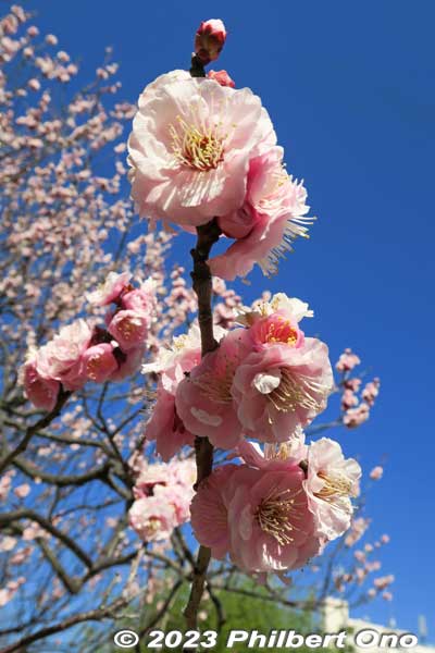 Pink plum blossoms.
Keywords: tokyo sumida-ku Mukojima Hyakkaen Garden ume plum blossoms