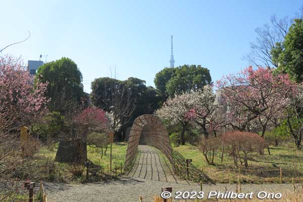 Mukojima Hyakkaen Garden's major feature is this Japanese bush clover (hagi) tunnel.
Keywords: tokyo sumida-ku Mukojima Hyakkaen Garden ume plum blossoms