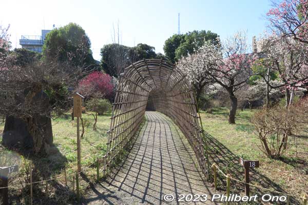 Mukojima Hyakkaen Garden's Japanese bush clover (hagi) tunnel. Need to see it in early September. Otherwise, it's bare.
Keywords: tokyo sumida-ku Mukojima Hyakkaen Garden ume plum blossoms