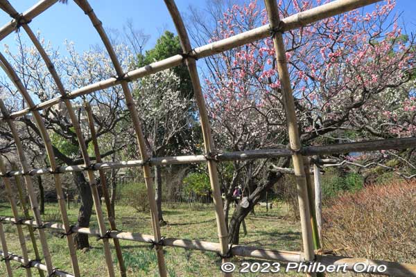 Japanese bush clover (hagi) tunnel.
Keywords: tokyo sumida-ku Mukojima Hyakkaen Garden ume plum blossoms