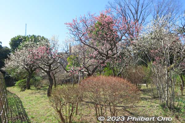 Keywords: tokyo sumida-ku Mukojima Hyakkaen Garden ume plum blossoms