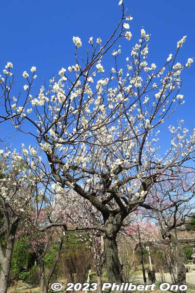 This is a pretty white plum blossom tree. Species name is "Shirokaga."
Keywords: tokyo sumida-ku Mukojima Hyakkaen Garden ume plum blossoms