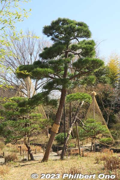 Pine tree.
Keywords: tokyo sumida-ku Mukojima Hyakkaen Garden ume plum blossoms
