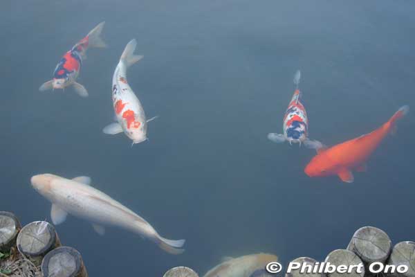 Pond has koi fish.
Keywords: tokyo sumida-ku Mukojima Hyakkaen Garden