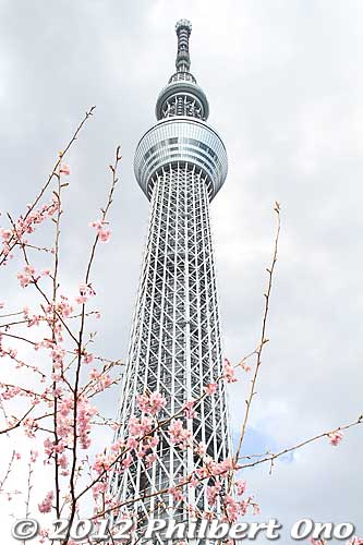 Tokyo Skytree and plum blossoms.
Keywords: tokyo sumida-ku ward sky tree tower