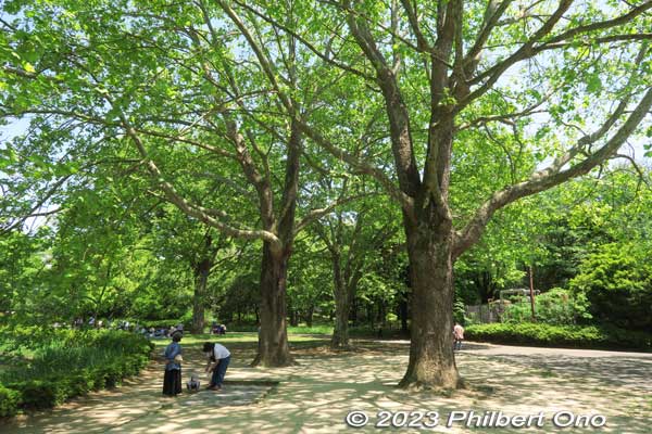 More large trees.
Keywords: tokyo tachikawa showa kinen park