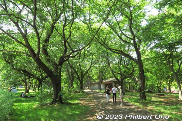 The large field is lined with shady trees along the fringe. Most must be cherry blossoms.
Keywords: tokyo tachikawa showa kinen park