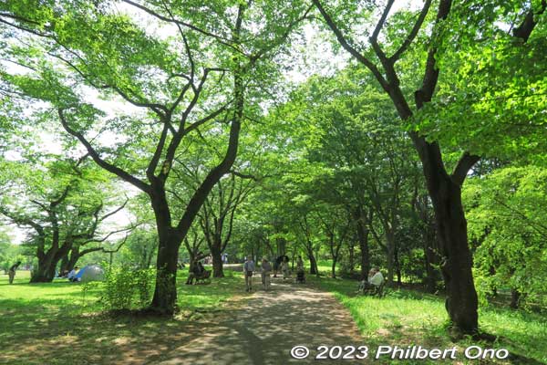 Keywords: tokyo tachikawa showa kinen park trees