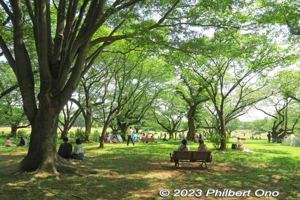 The park is fringed with a tree-lined walking path.
Keywords: tokyo tachikawa showa kinen park trees