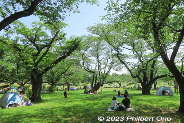Pleasant place to be with all the trees and greenery. Wise decision to convert the former Tachikawa US Air Force Base into this park.
Keywords: tokyo tachikawa showa kinen park trees