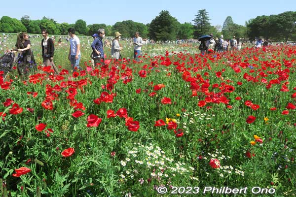 Red poppy field on the western fringe of the large field. Called the Bouquet Garden. ブーケガーデン
Keywords: tokyo tachikawa Showa Kinen Park poppies