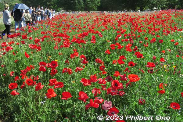 The field of red poppies has a walking path in the middle. Poppy field is much bigger than it looks.
Keywords: tokyo tachikawa Showa Kinen Park poppies