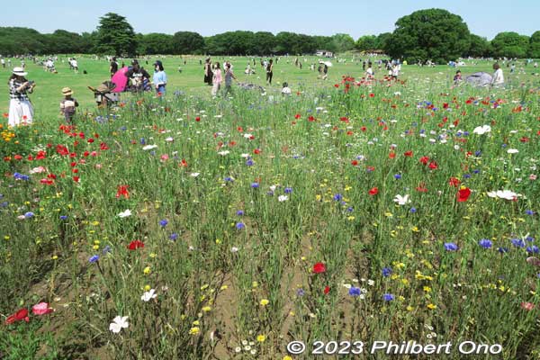 Bouquet Garden has poppies mixed in with other flowers blooming in May. Perfect to make a bouquet, but we're not allowed to pick the flowers. シャーレーポピー
Keywords: tokyo tachikawa Showa Kinen Park