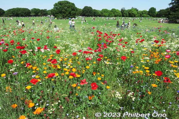 Other flowers in the mix include dianthus and delphinium.
Keywords: tokyo tachikawa Showa Kinen Park