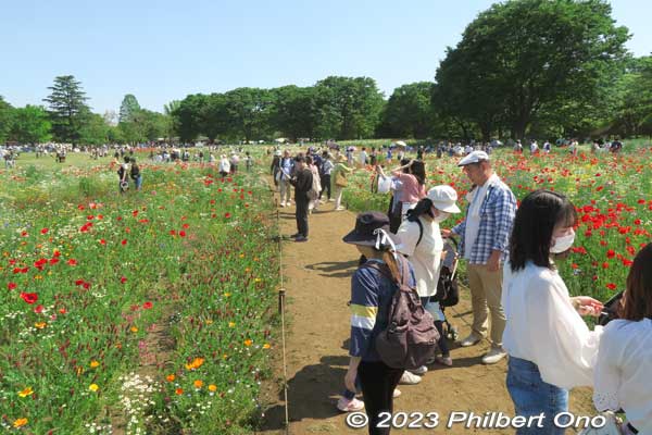 Path through the Bouquet Garden's poppies and other flowers.
Keywords: tokyo tachikawa Showa Kinen Park