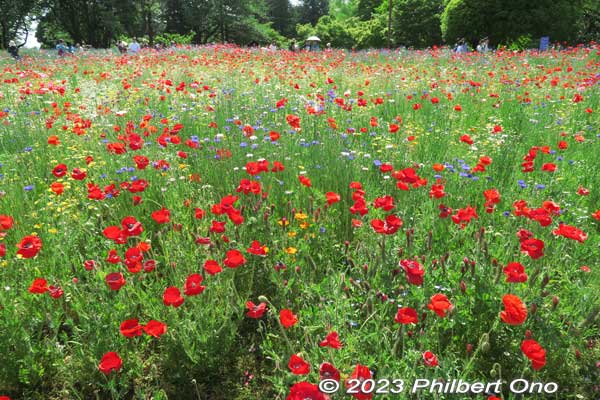 The field of red poppies at Showa Kinen Park.
Keywords: tokyo tachikawa Showa Kinen Park poppies