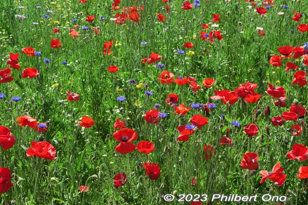 The field of red poppies at Showa Kinen Park.
Keywords: tokyo tachikawa Showa Kinen Park poppies